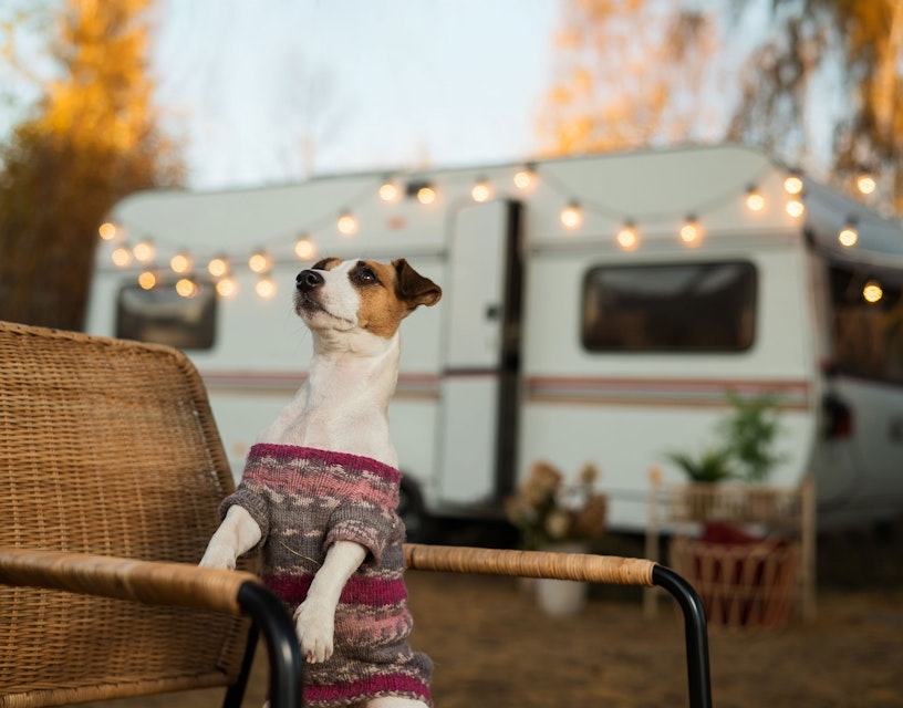 Dog at caravan park during christmas