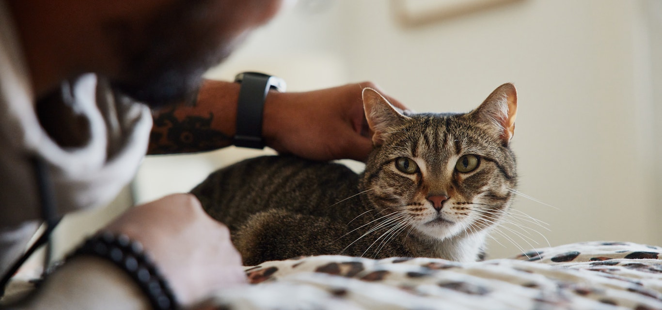 Cat being patted by a man