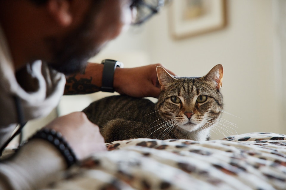 Cat being patted by a man