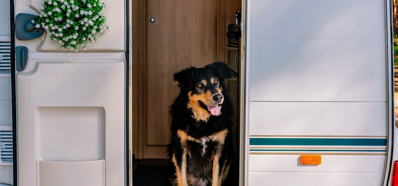 Dog standing in the doorway of a caravan
