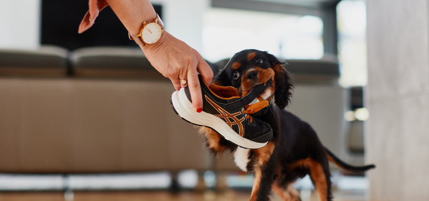 Cavalier spaniel puppy eating/playing with a shoe