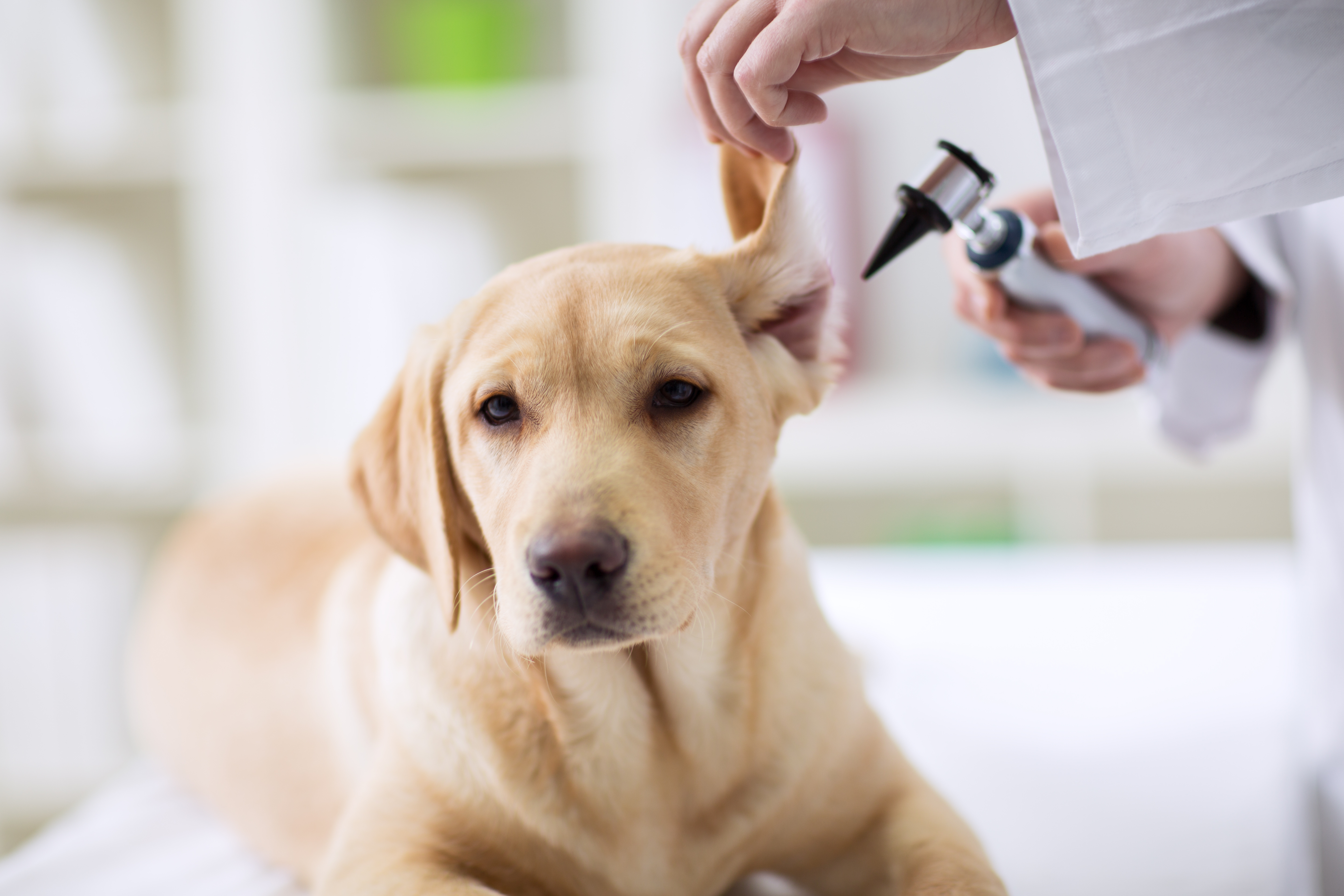 Dog at the vet having it's ear examined