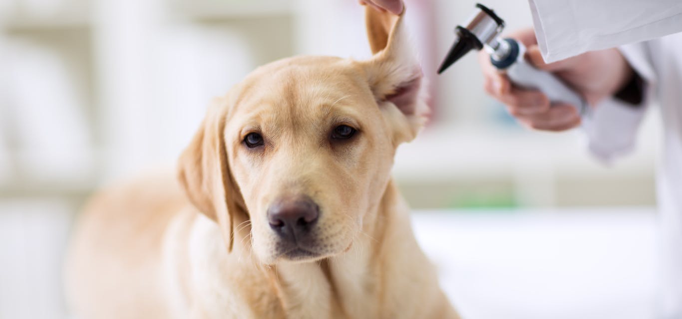 Dog at the vet having it's ear examined