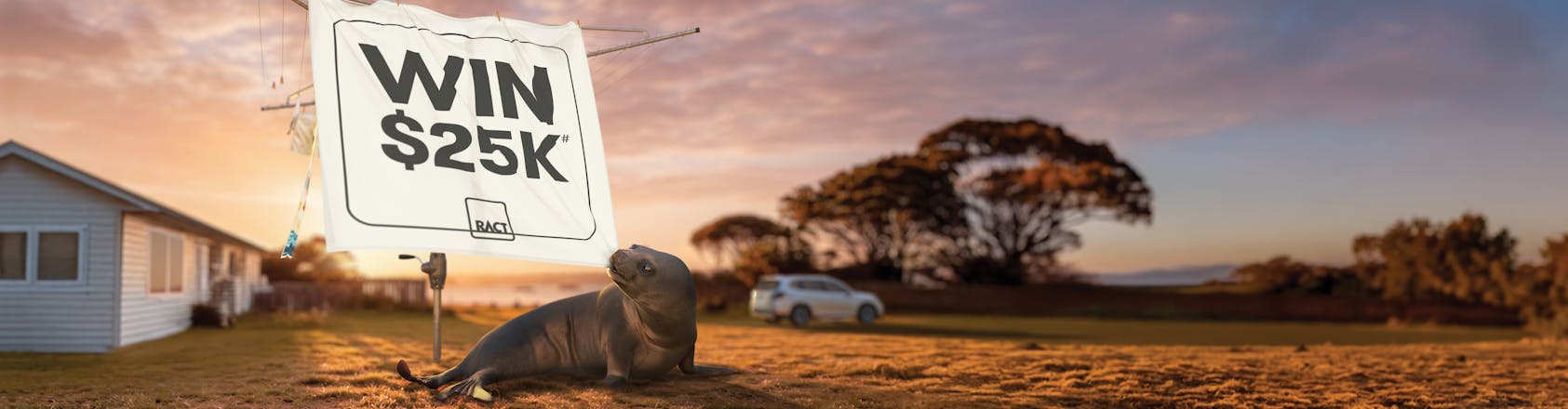 Seal pulling a bed sheet off a clothes line