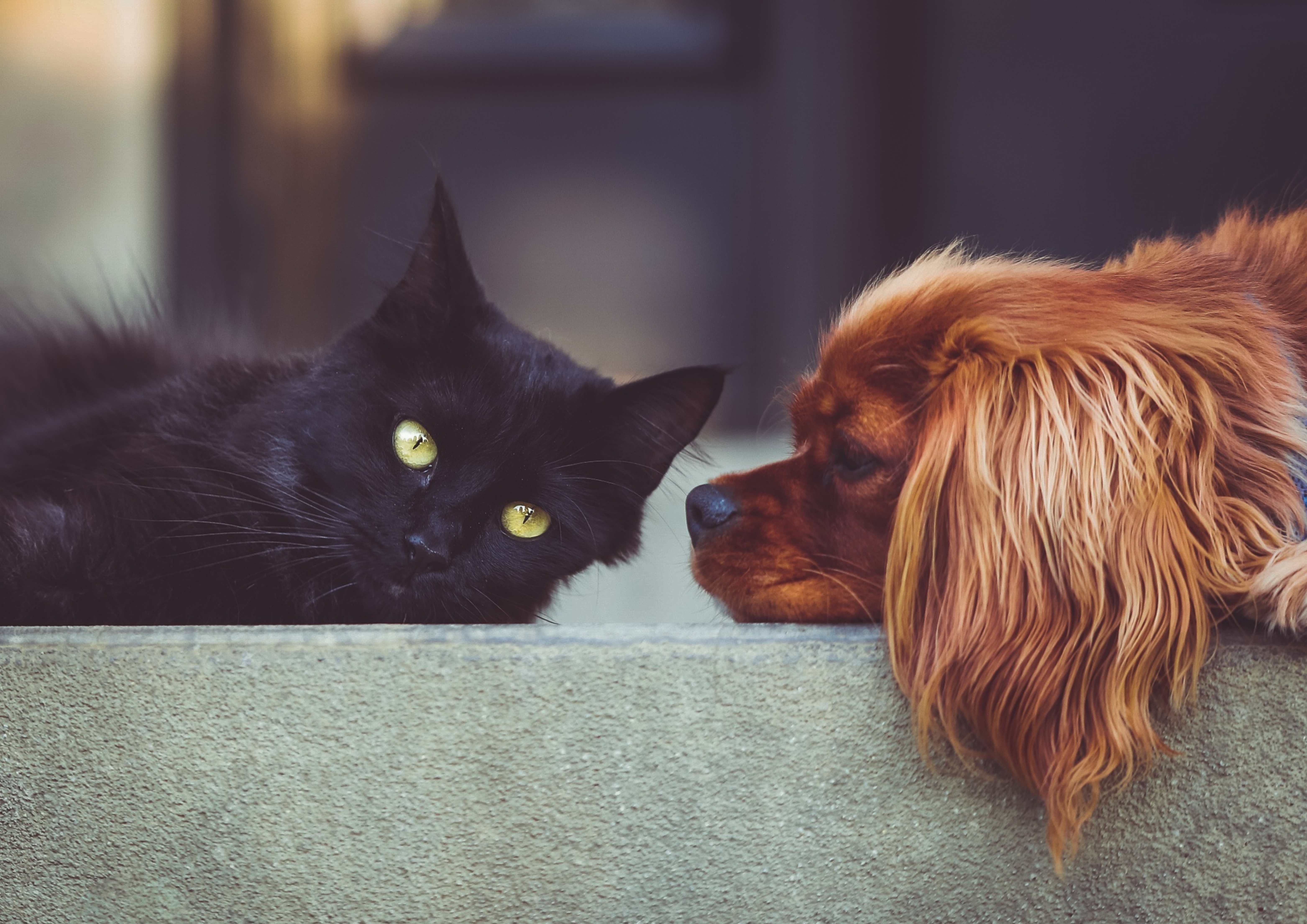 Dog and cat inside lying across couch back