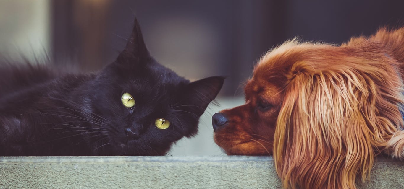 Dog and cat inside lying across couch back
