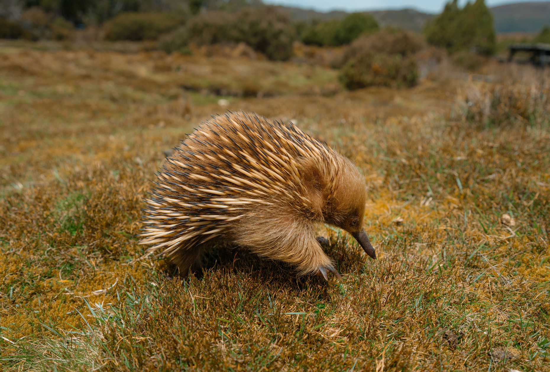 An echidna in Tasmanian bushland
