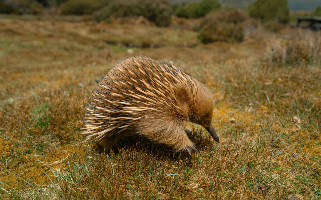 Echidna Spring and the warmer months bring more animals out searching for food and water. An echidna in Tasmanian bushland