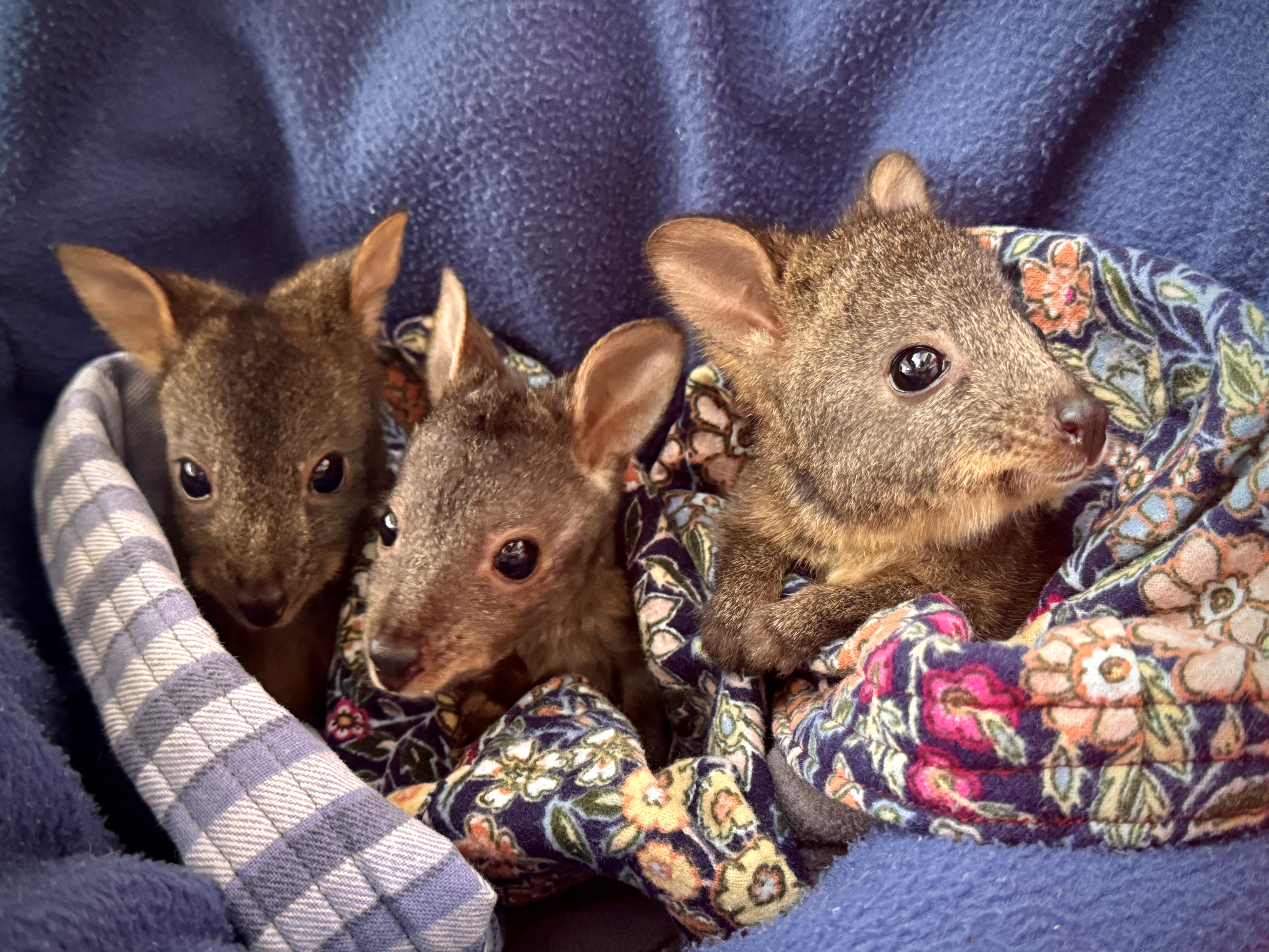 Three injured animals being cared for