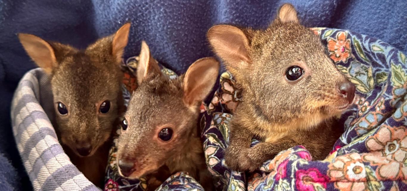 It takes a huge network of volunteers to care for injured Tasmanian wildlife Three injured animals being cared for