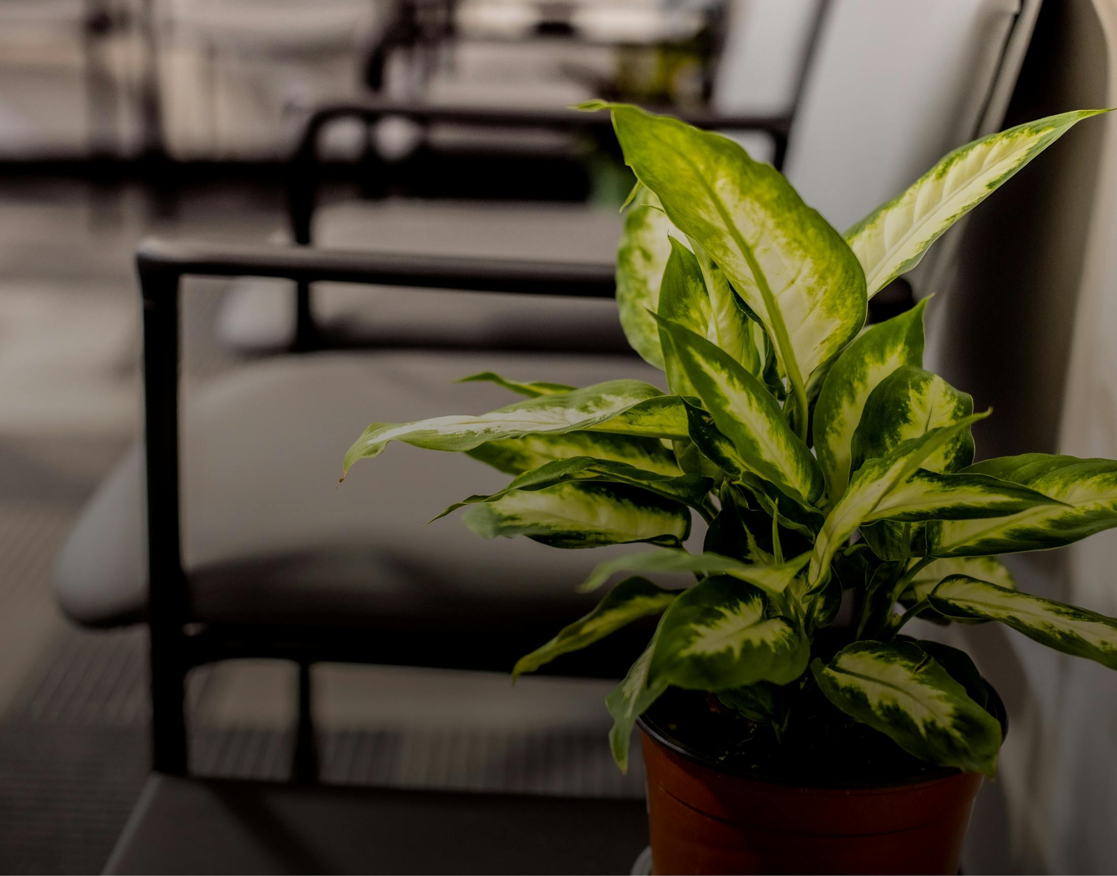 office plant where recovery treatments for gender affirmation surgery san in francisco takes place