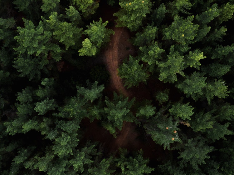 Drone view of a green forest 