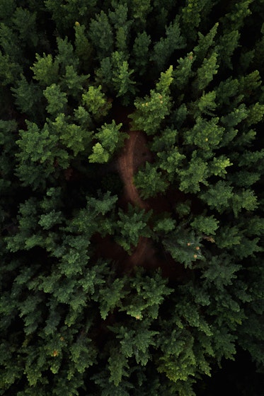 Drone view of a green forest 