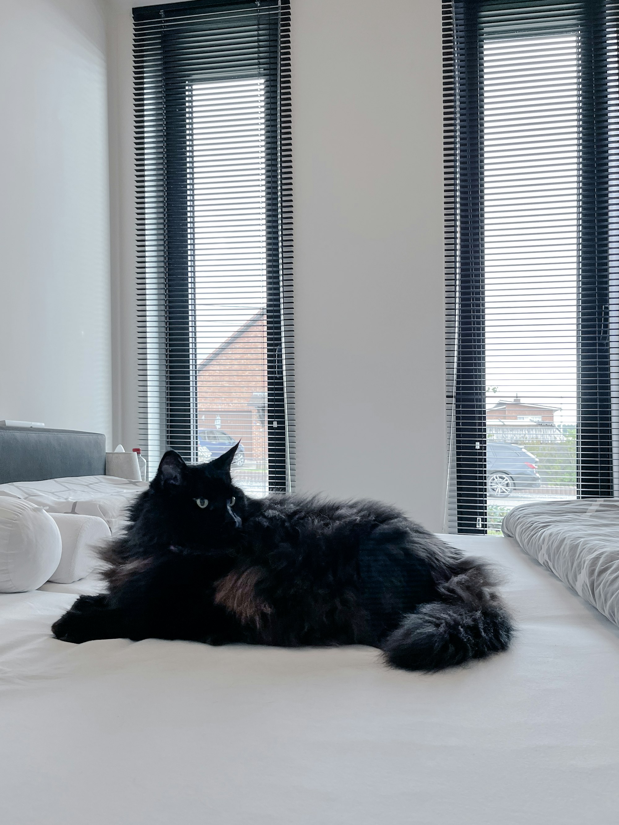 Kat op een bed in een Skilpod #100 prefab huis, met kamerhoge ramen