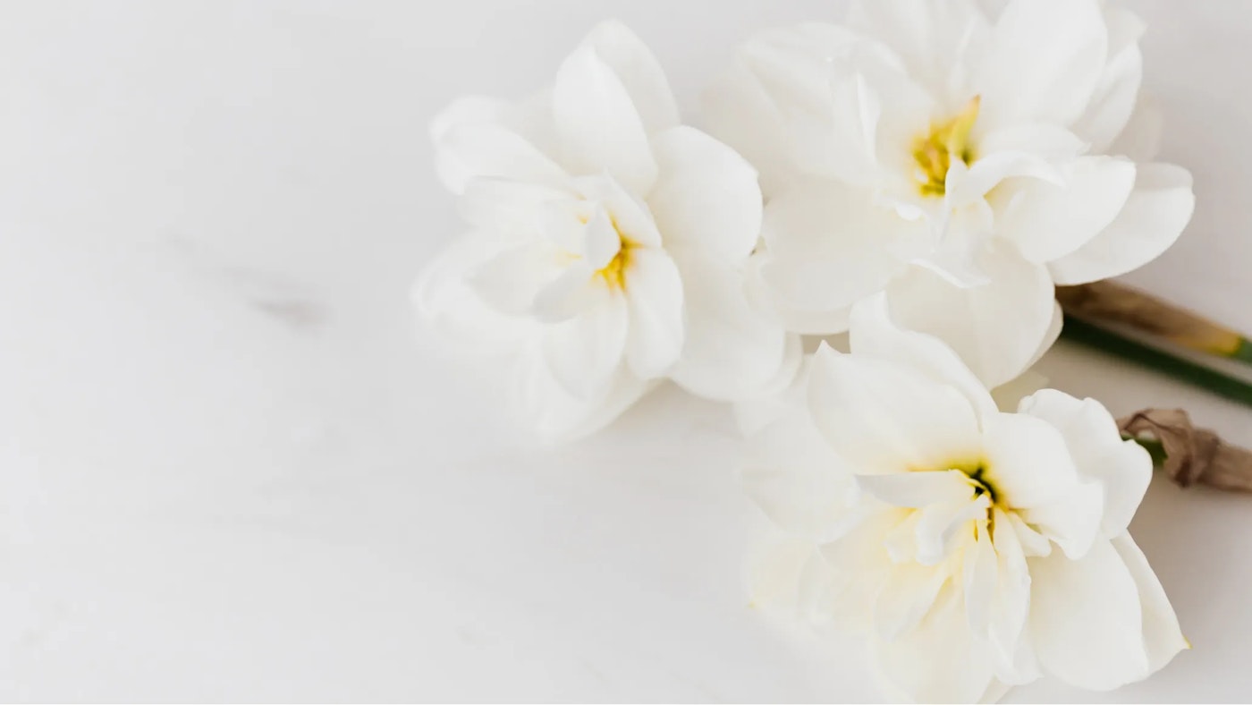 White flowers with a yellow core laying on white marble surface.