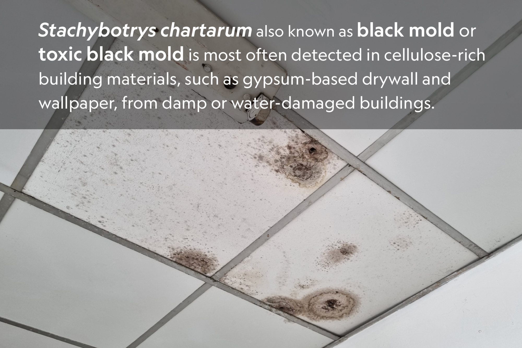 Stachybotrys cartarum - black mold