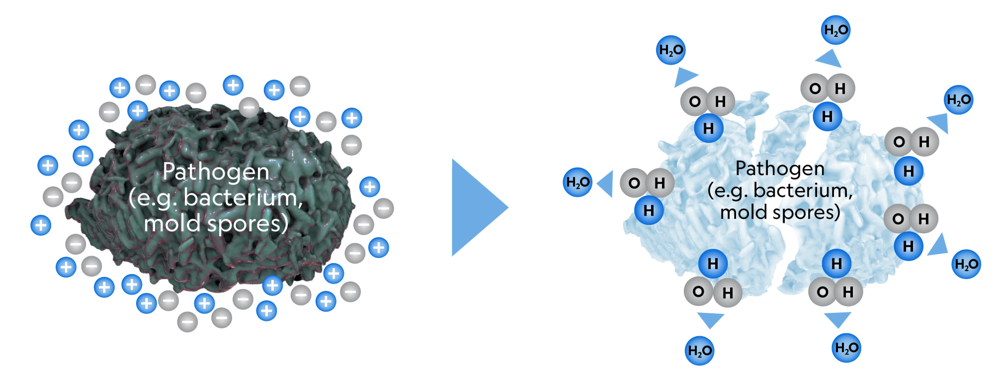 Plasma Air's soft ionization technology inactivating pathogens and mold spores.