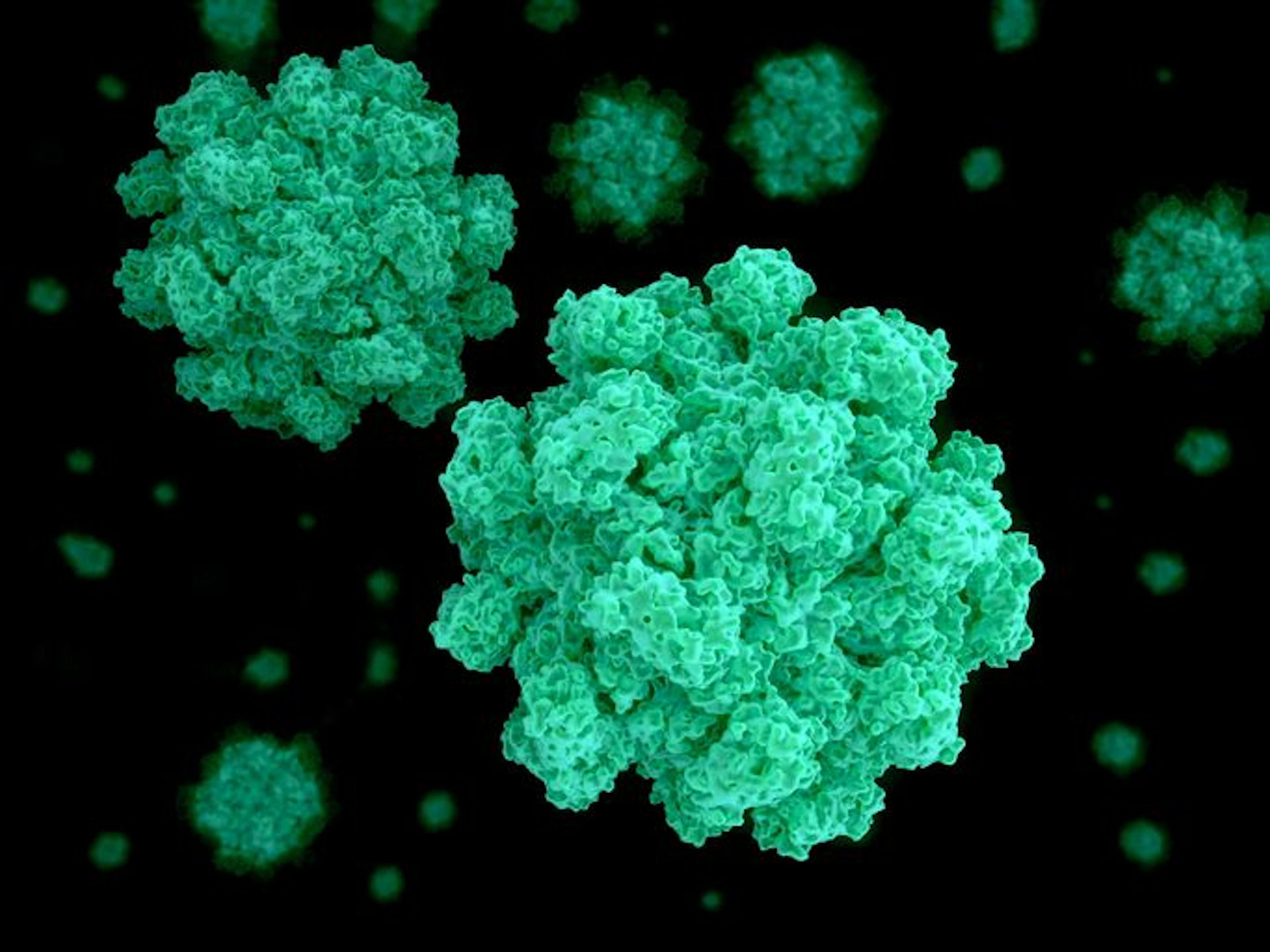 Norovirus, highly contagious virus