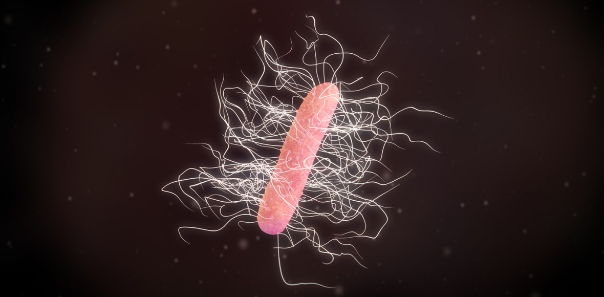 Clostridium difficile bacteria