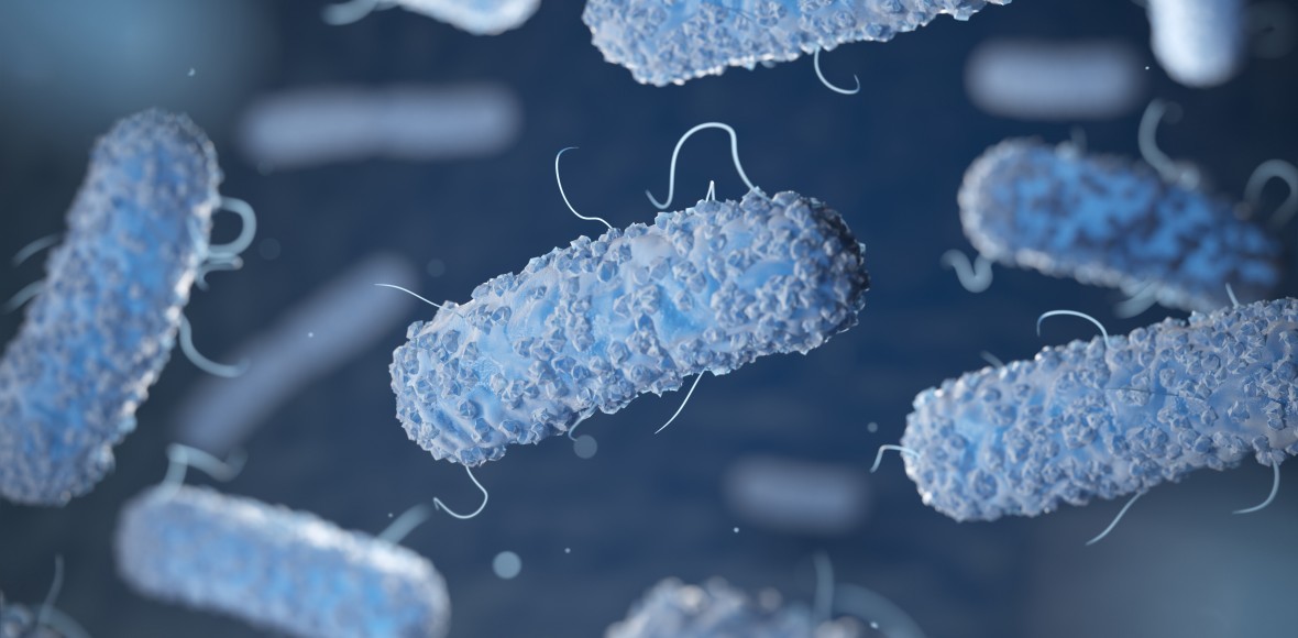 Legionella bacteria