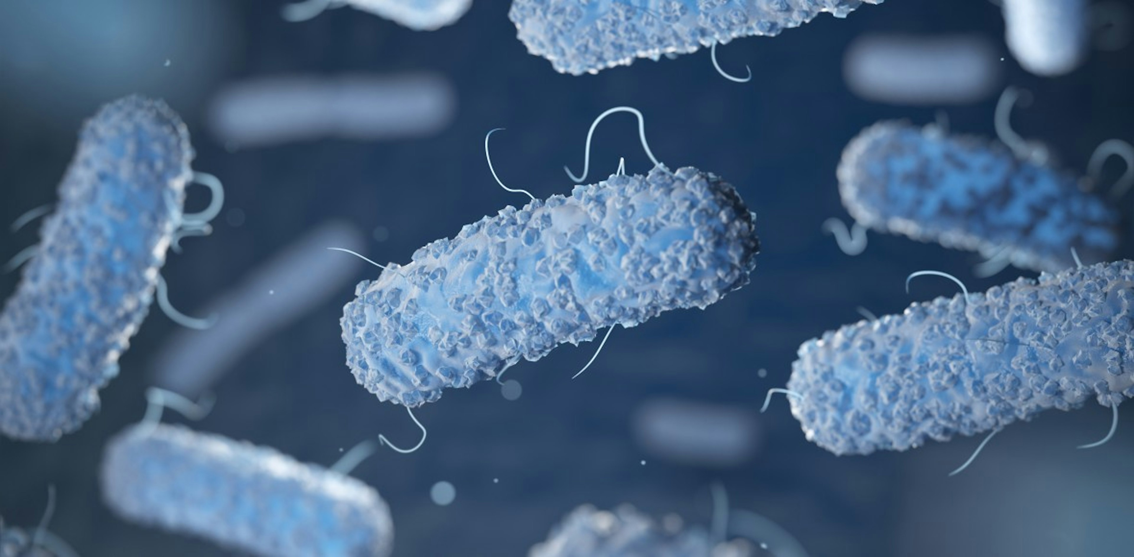 Legionella bacteria