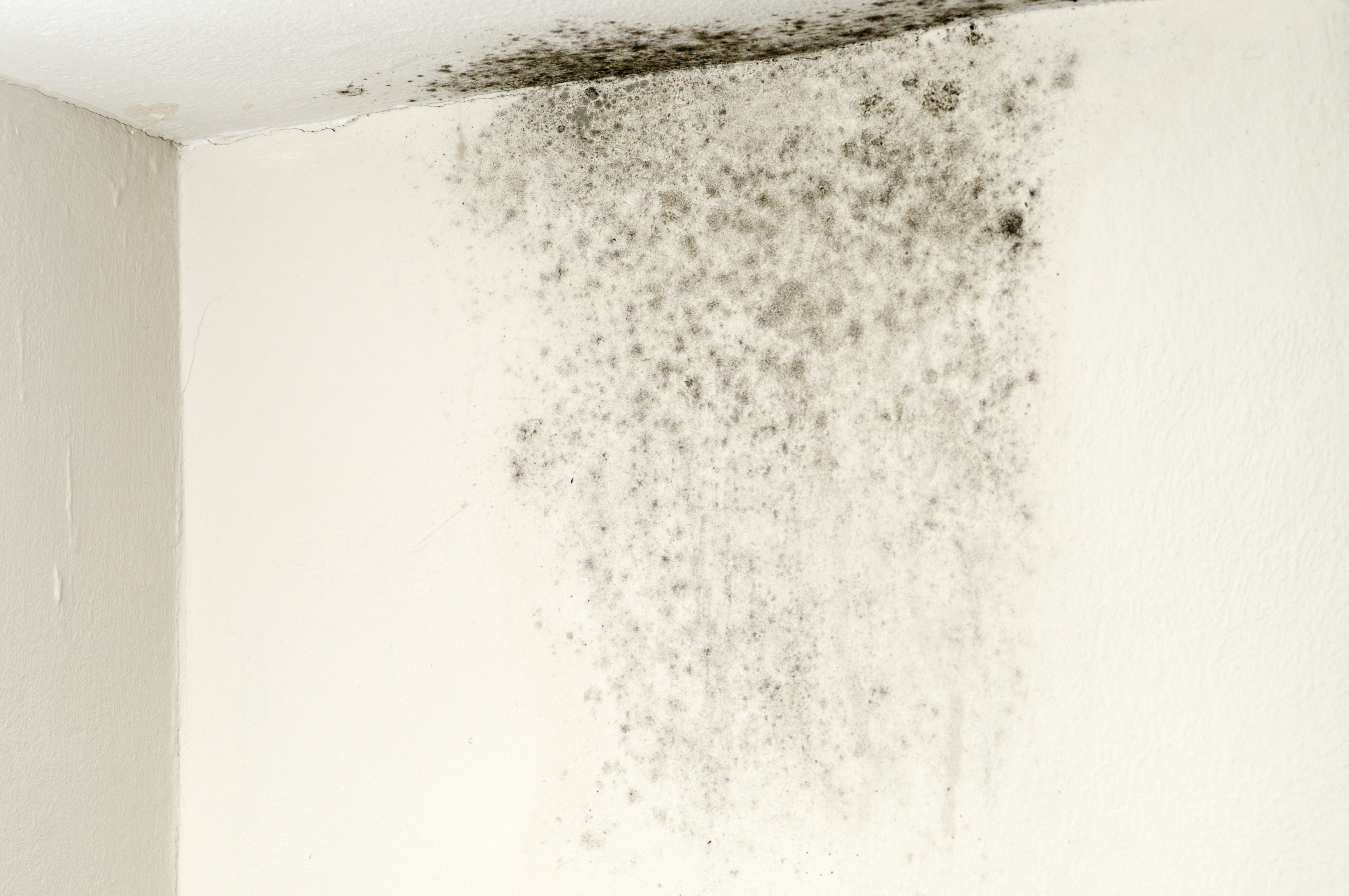 Mold, a hidden health hazard