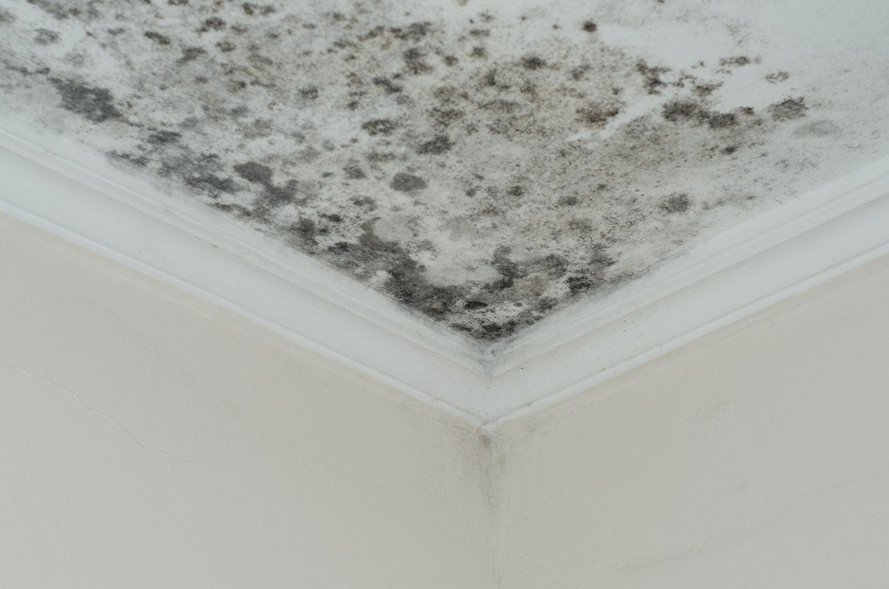Mold, a hidden health hazard