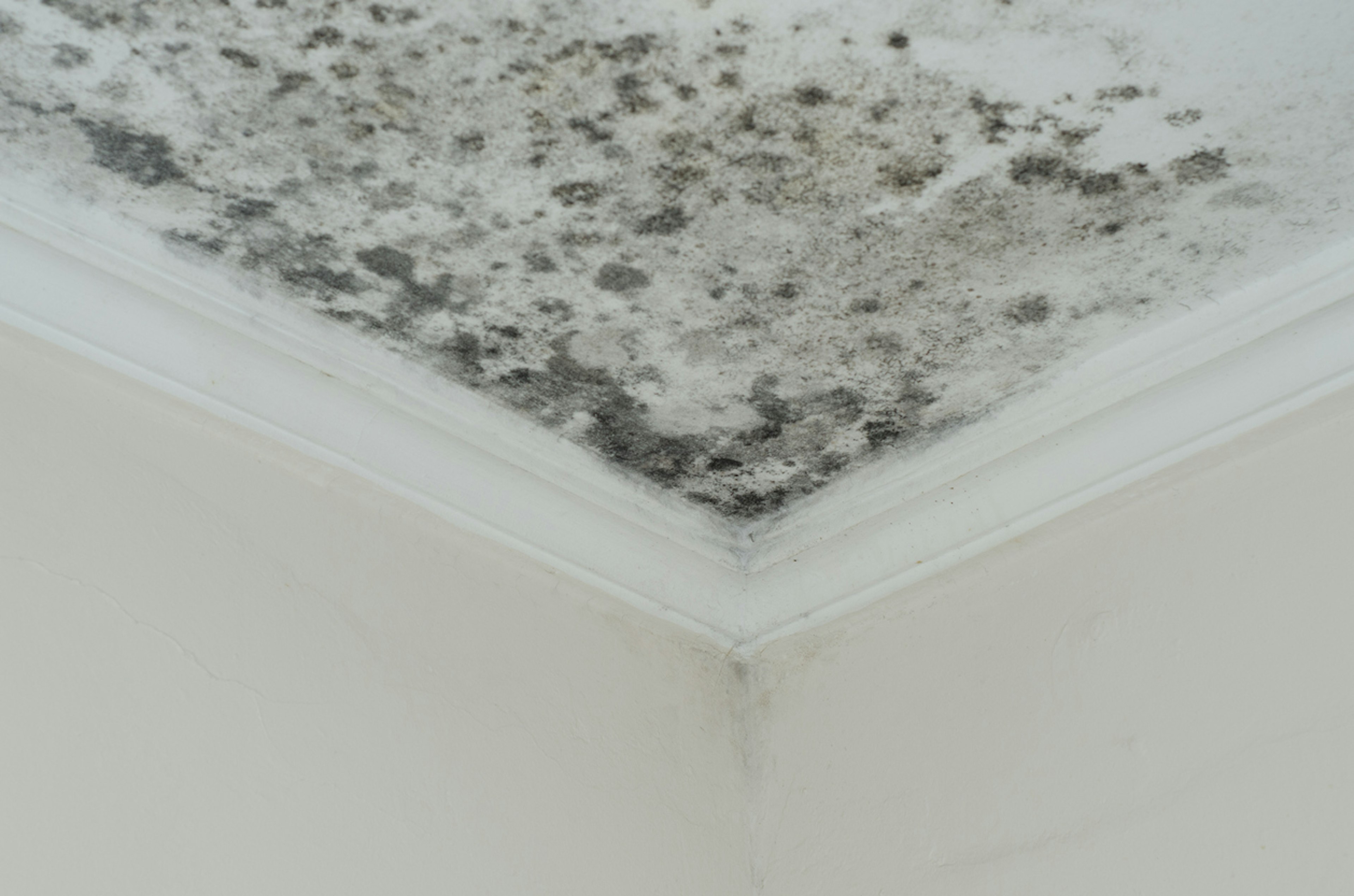 Mold, a hidden health hazard