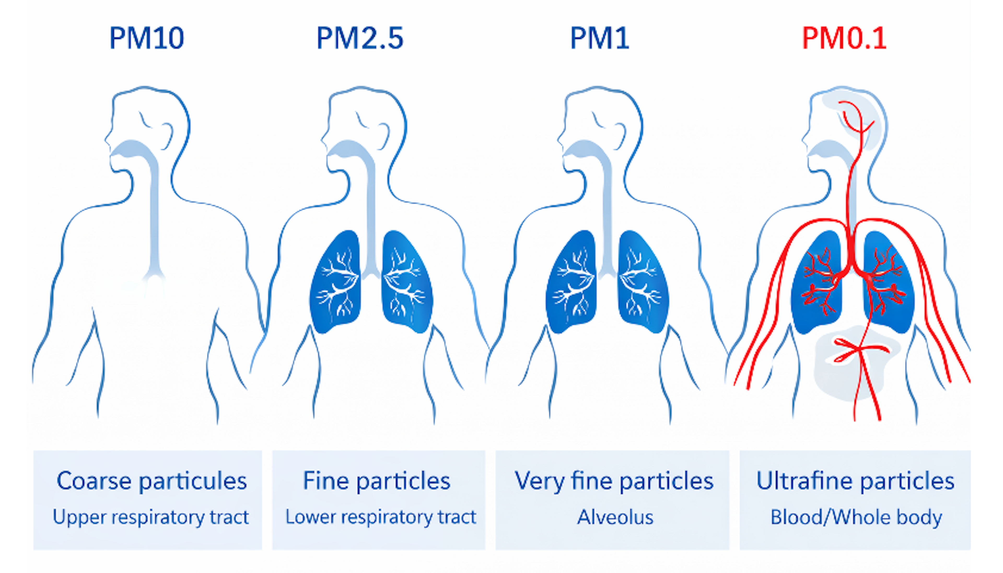 Size matters - where particles affect humans