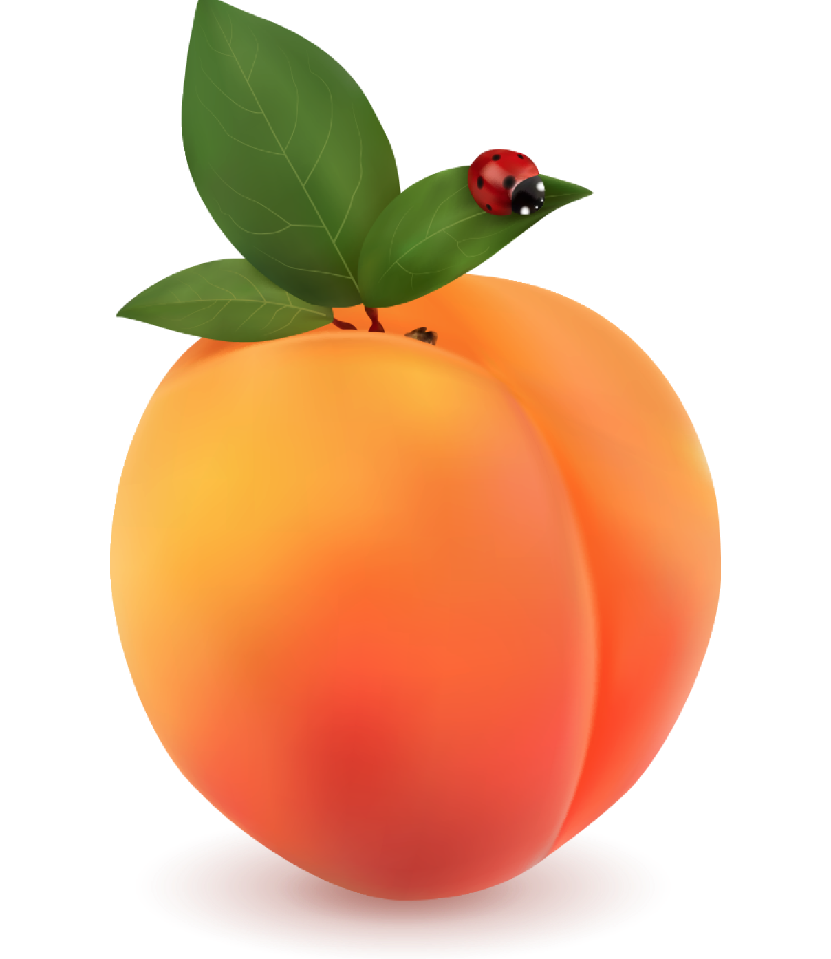 Apricot