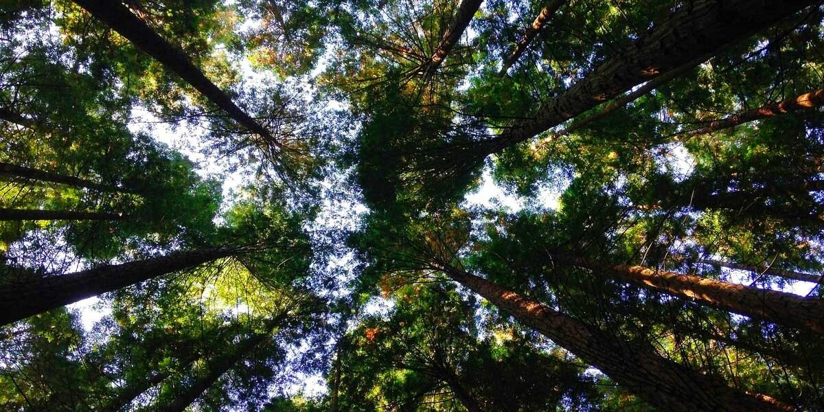 Environmental Benefits of Solar Energy
