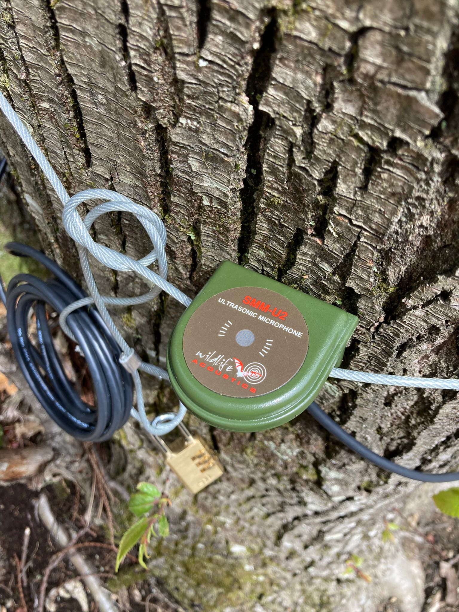 Wildlife microphone