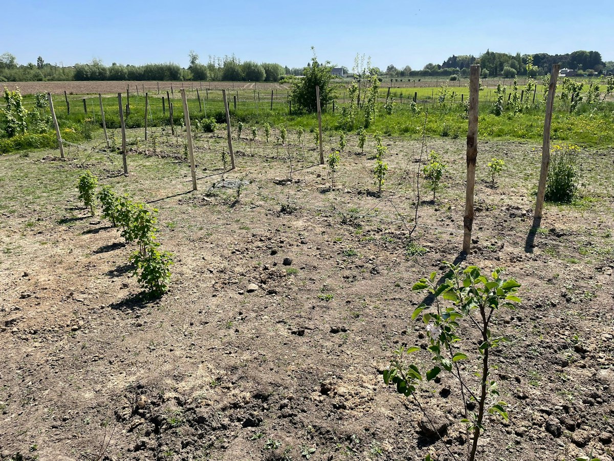 Monitoring update on Belgium trees • Life Terra