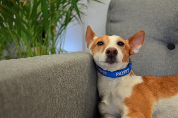 Wir freuten uns über den ersten Office Hund Kira