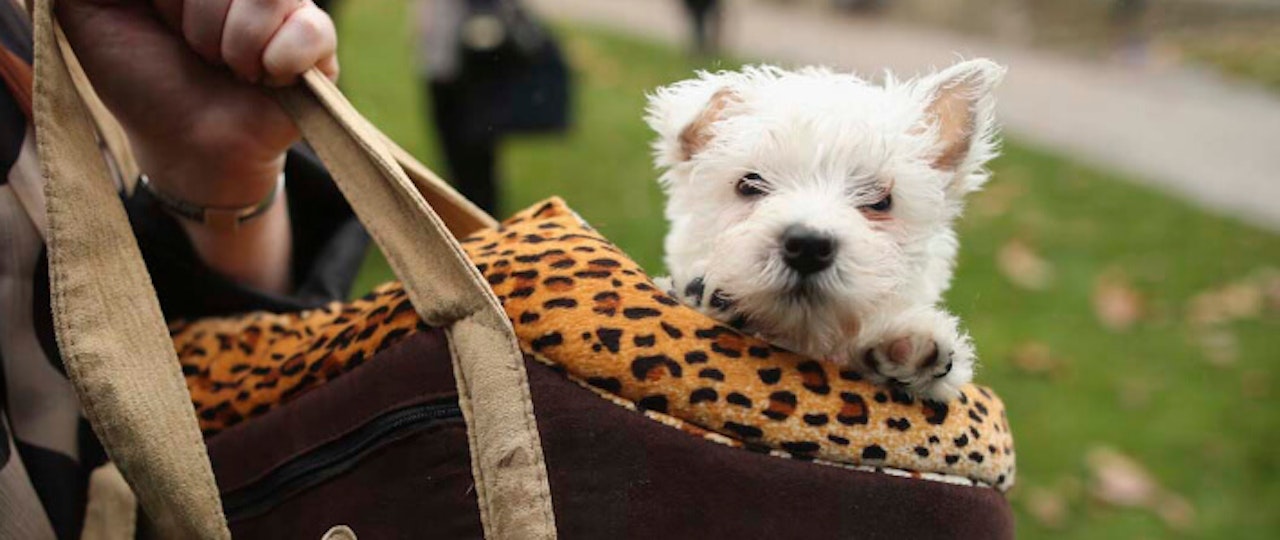 Can A Landlord Refuse A Service Or Emotional Support Dog?