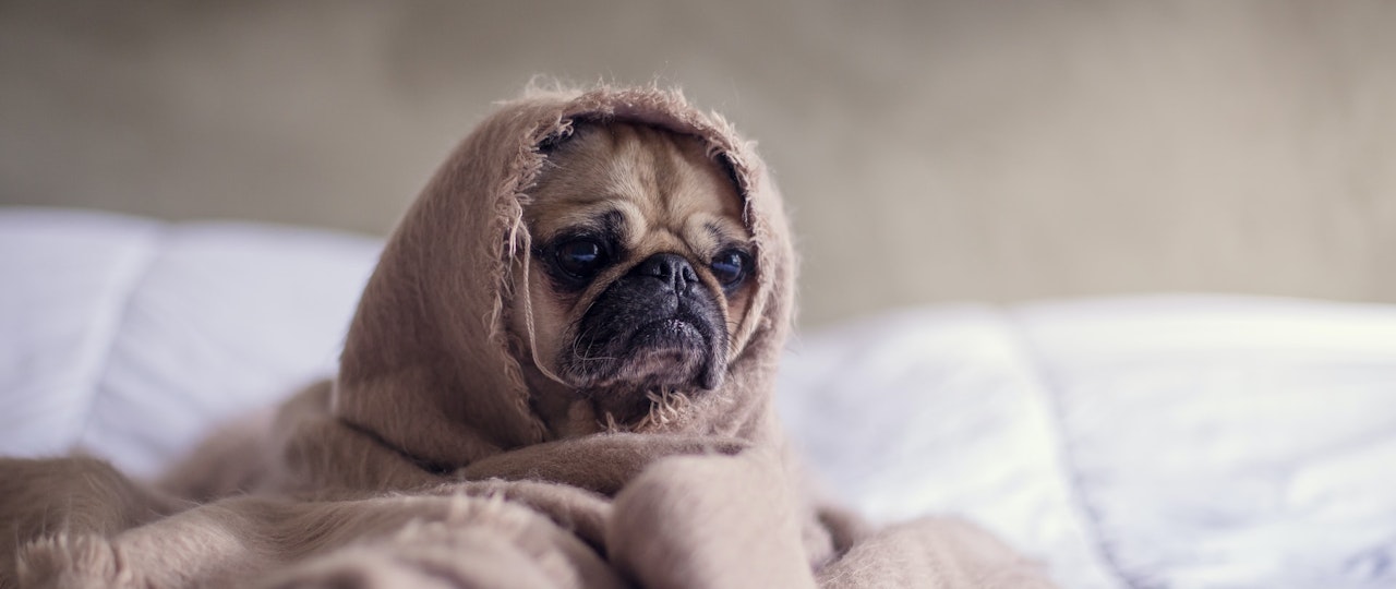 Pets Jargon Buster