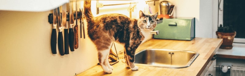 Cat on Kitchen Worktops