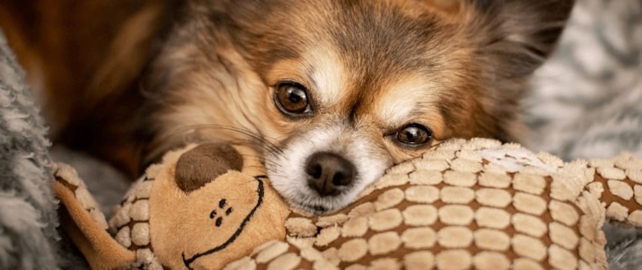 Pet Allergies in Rented Property
