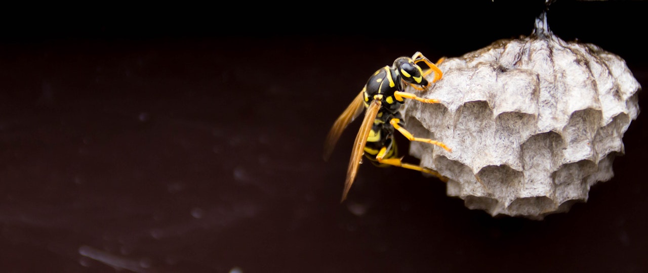 Can a wasp nest damage your house?