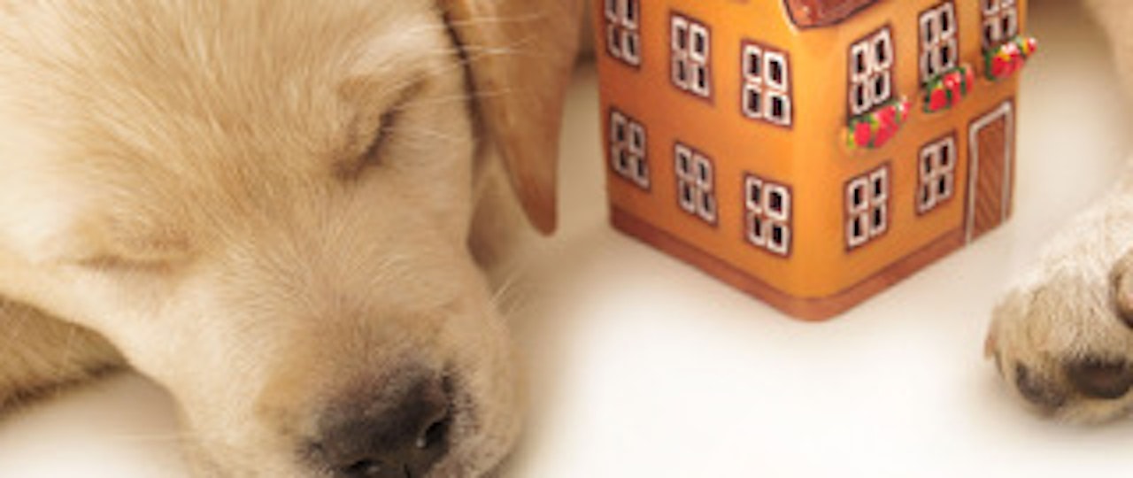Pros and cons of being a pet-friendly landlord