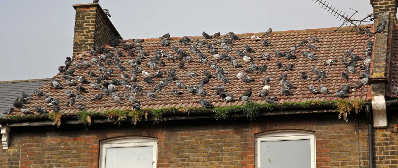 How to get rid of bird infestation in your property
