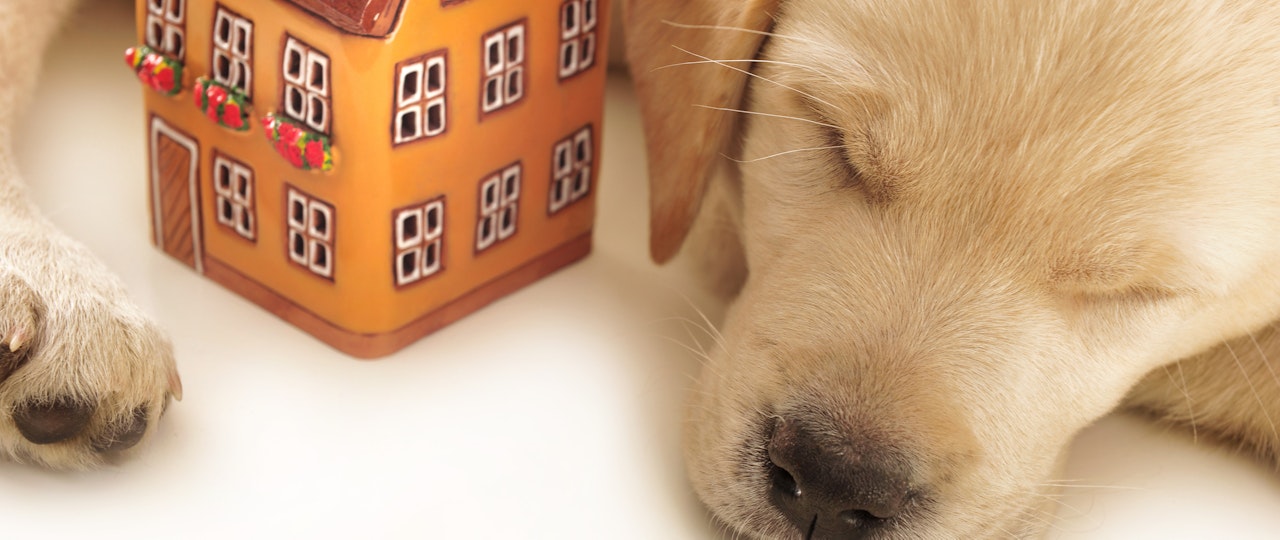 Pros and cons of being a pet-friendly landlord