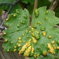 1531145233 malattie parassiti delle piante