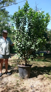 1536254926 brunopaolini