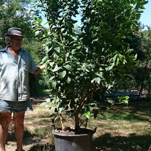 1536254926 brunopaolini