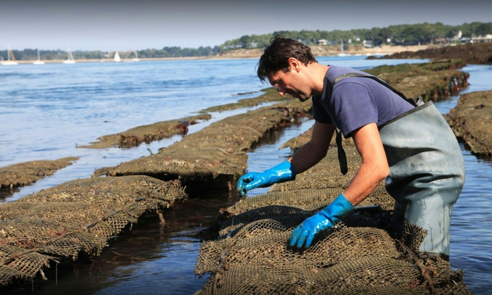 Allevatore di ostriche al lavoro in un sito produttivo di Oyster Oasis