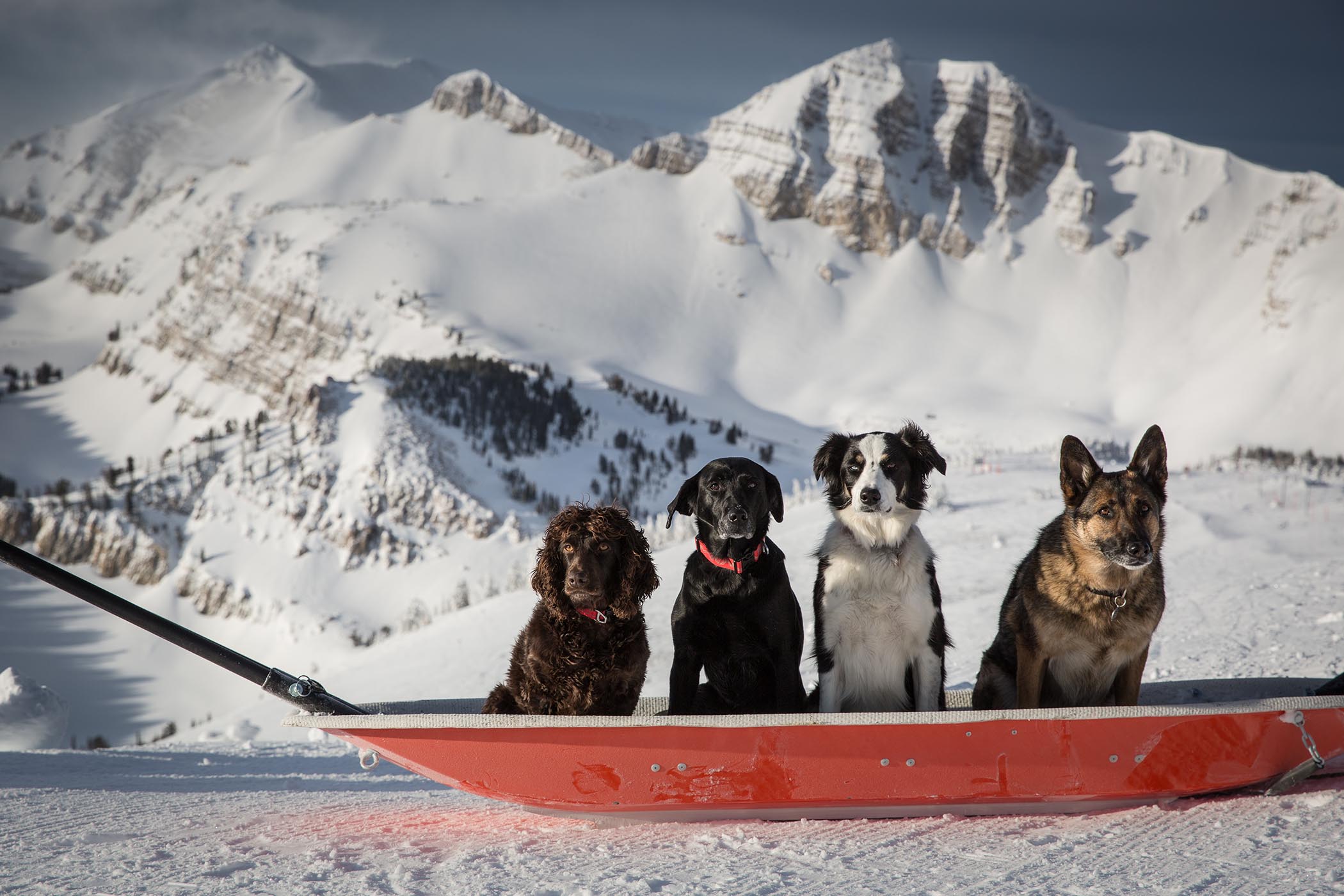 Ski Patrol Avalanche Dogs