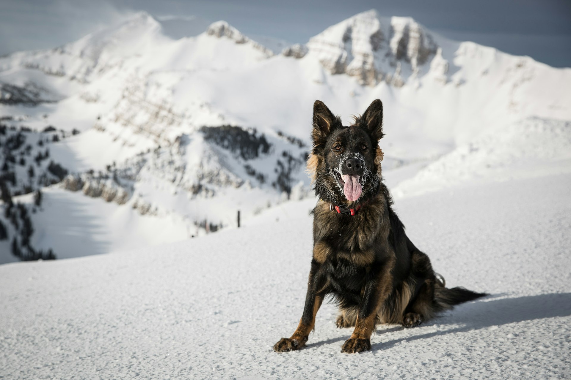 Wookie Ski Patrol Dog