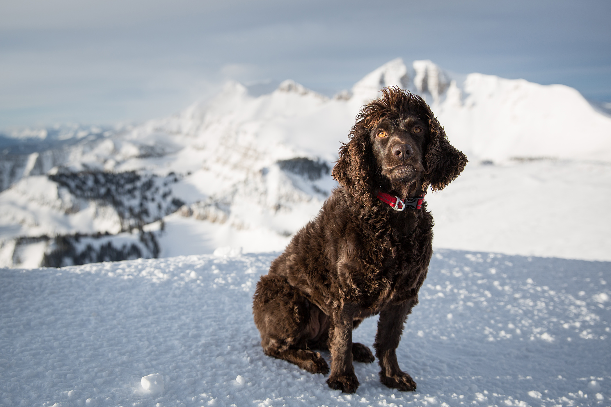 Sable avalanche dog