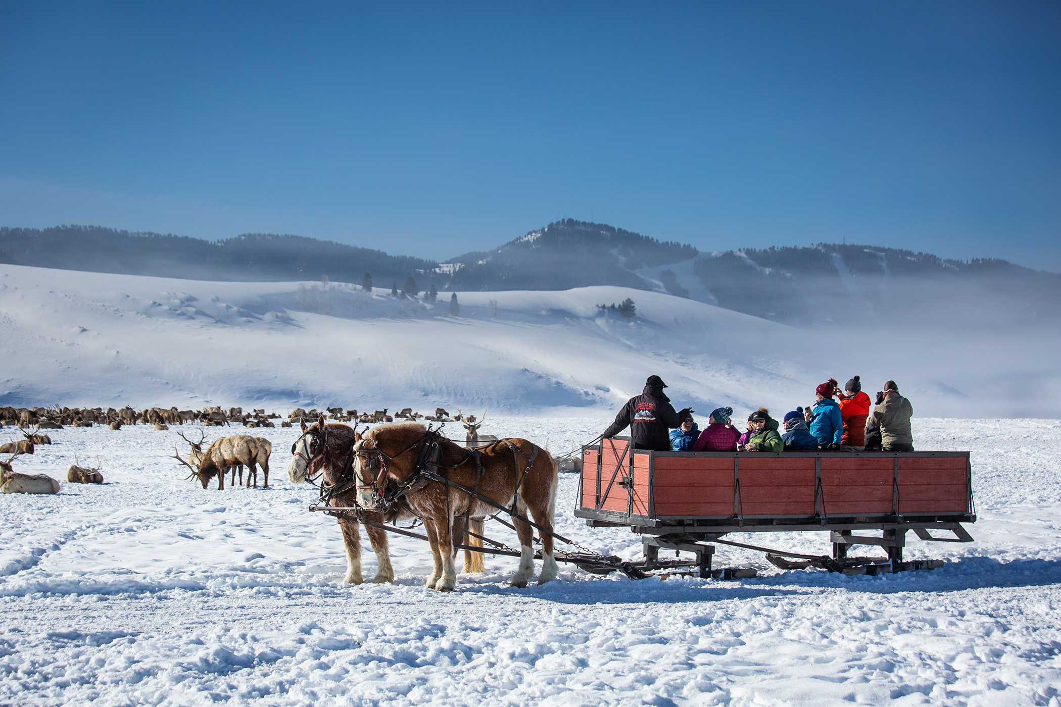 Elk Refuge Sleigh Ride
